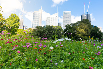 Wall Mural - Wildflowers in Sydney Royal botanic garden in front of Sydney buildings skyline in Australia