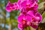 Fototapeta Storczyk - Phalaenopsis Orchid flower in garden at spring day for postcard beauty and agriculture idea concept design.