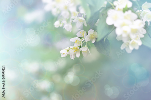 Fotomural Jasmine flower, branch of beautiful jasmine flowers