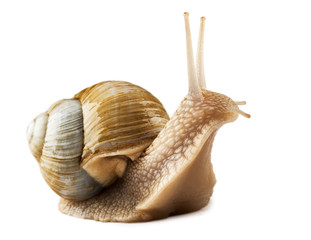 Garden snail isolated on white background