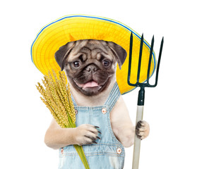 Poster - Pug puppy farmer holding a bunch of wheat and pithcfork. Isolated on white background