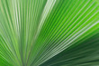 © serjiob74 - Leaf texture of the fresh tropical plant.