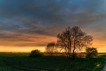 Wall Mural - trees with a colorful sunset in the western part of holland, close to the cities of amsterdam and ro