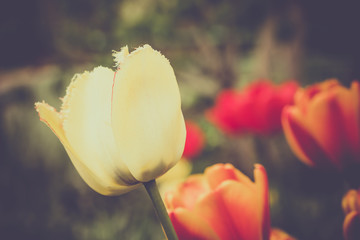 Wall Mural - Group of red and yellow tulips in the park. Spring landscape background.