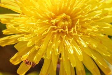 Yellow dandelion macro close up flowers on background of green spring meadows.