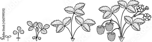 Coloring Page With Life Cycle Of Strawberry Isolated On White Background Plant Growth Stage From Seed To Strawberry Plant With Ripe Berries Stock Vector Adobe Stock