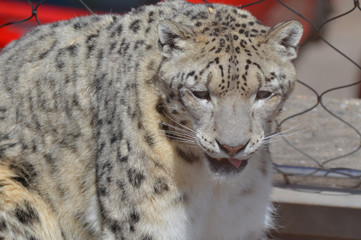 Canvas Print - Snow leopard on a rock