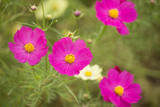 Fototapeta Kosmos - flowers in the garden
