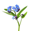 Amazing spring forget-me-not flowers on white background