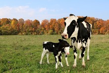 Holstein Cow Standing In The Meadow With Her Twin Calves On A Beautiful Autumn Day. Togetherness Care Concept