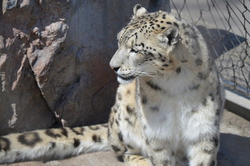 Sticker - Snow leopard on a rock