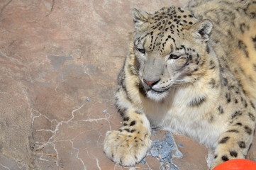 Canvas Print - Snow leopard on a rock