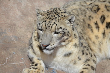 Sticker - Snow leopard on a rock