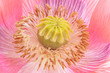 Papaver Somniferum Giganteum Poppy Close Up