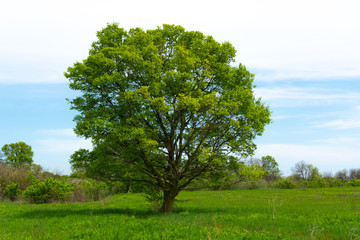 Poster - Tree in the field