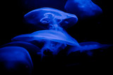 Fototapeta  - Beautiful jellyfish swimming in the water