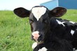 Close up of newborn Holstein calf with reflection of twin brother in left eye
