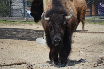 Wall Mural - Bison in the outdoors