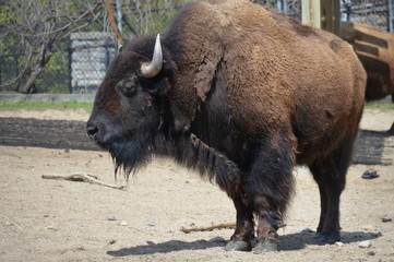 Wall Mural - Bison in the outdoors