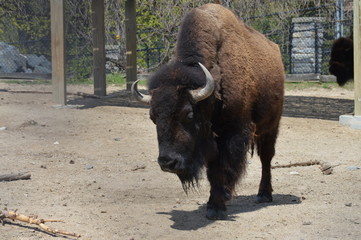 Wall Mural - Bison in the outdoors