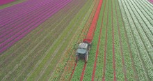 Aerial Descending Over Tractor Cutting Tulips In Dutch Tulip Farm With Colourful Rows Of Flowers
