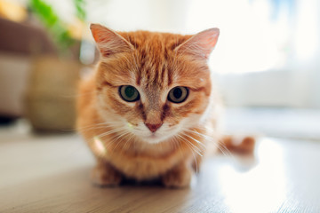 Ginger cat sitting on floor in living room and looking at camera