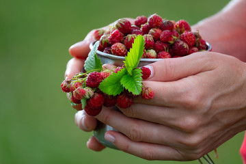 Woman holds metal cup full of ripe wild strawberry