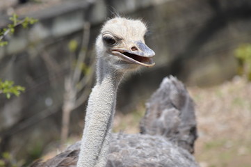 Wall Mural - Close up of an ostrich