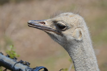 Wall Mural - Close up of an ostrich