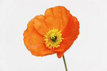 Orange Poppy Flower On White Background