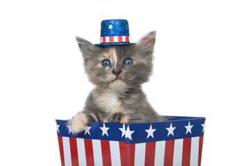 Tiny diluted tortie kitten sitting in a red white and blue patriotic box wearing hat looking directly at viewer with paw over side, isolated on white.