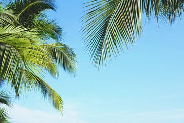 Wall Mural - Coconut palm tree leaves with blue sky, tropical palms at sunny summer day. Free copy space.