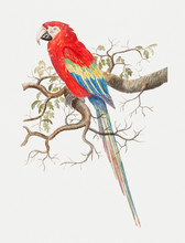 Scarlet Macaw In Vintage Style
