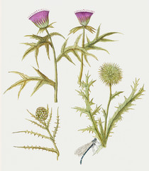 Poster - Thistle and artichoke