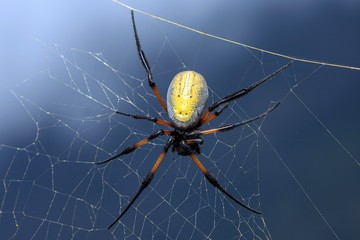 Yellow Golden Silk Orb-weaver, Banana spider (Nephila) in its web, Reunion
