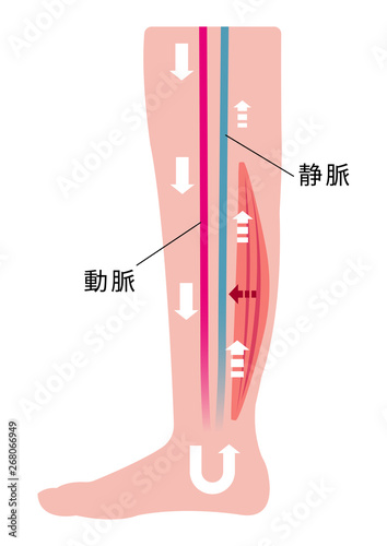 脚のむくみ 浮腫 の発生原因 過程 イラスト 筋肉の低下等による血流の悪化 Stock Vector Adobe Stock