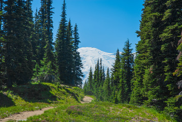 Wall Mural - Sunset Trail Mount Rainer