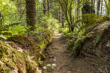 Narrow Path Inside Forest With Green Moss Covered Tree Trunk Laying On The Side.