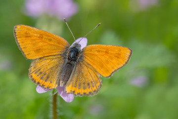 Sticker - close up of brown butterfly on wild flower