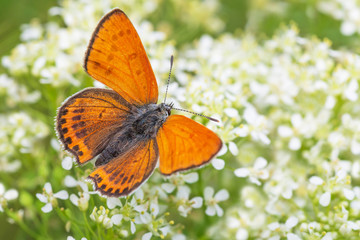 Sticker - lesser fiery copper butterfly sitting on white flowers