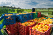 © siculodoc - Orange harvest time: colored fruit boxes full of navel oranges in an citrus grove during harvest season in Sicily