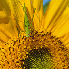 Sonnenblume, Helianthus annuus, mit Heupferd in einer Nahaufnahme