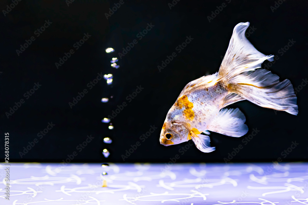 金魚（ファンテイルゴールドフィッシュ） の Stock フォト | Adobe Stock