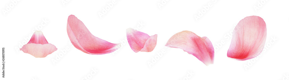 Set of pink peony petals - obrazy, fototapety, plakaty 