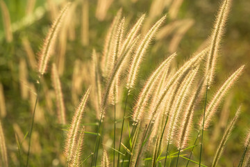 Wall Mural - meadow field at sunset. beautiful natural scene and shining a sunlight. a golden of plant concept