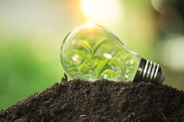the tree growing on the soil in a light bulb. creative ideas of earth day or save energy and environ