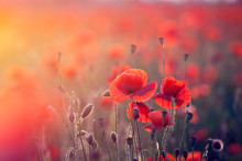 Poppy Field