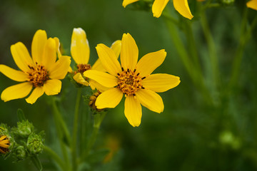 Engelmann's Daisy Flower. Texas Wildflowers