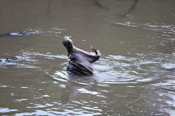 hippopotamus