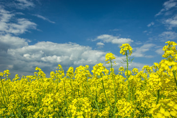 Wall Mural - Yellow flowers on a rapeseed field on a close-up